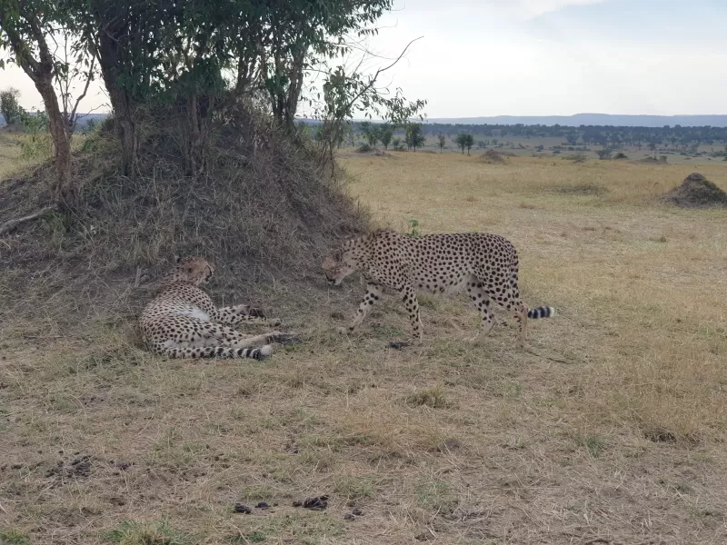 8 Days  Okavango Delta, Moremi, Savuti, Chobe & Vic Falls gallery image