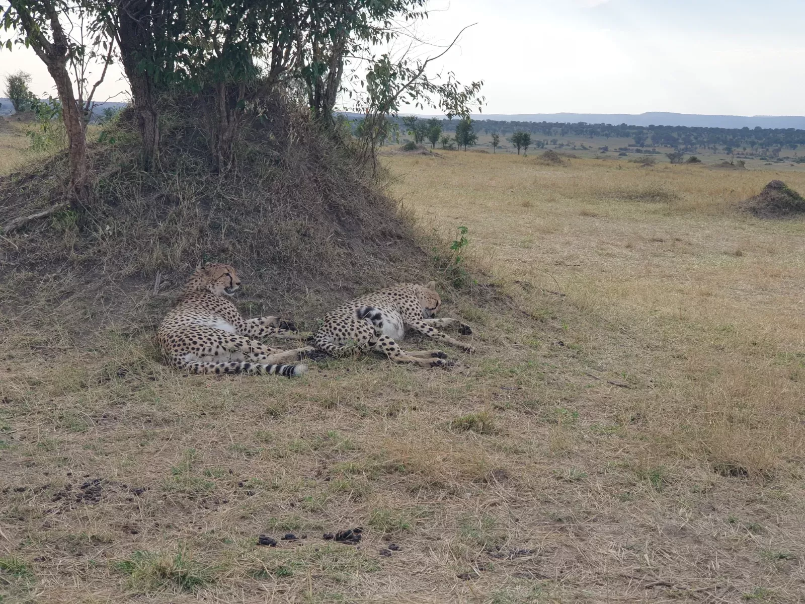 8-Days  Chobe NP, Elephant Sands, Okavango, Victoria Falls hero photo