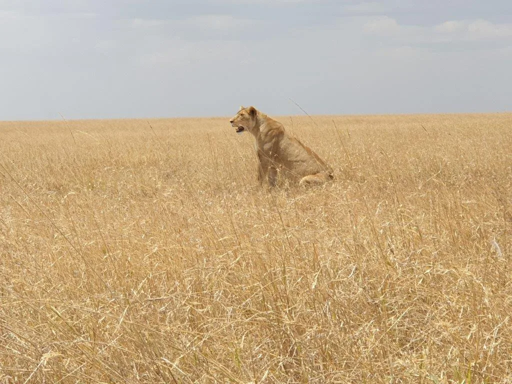1-Day Lake Manyara Private Safari gallery image