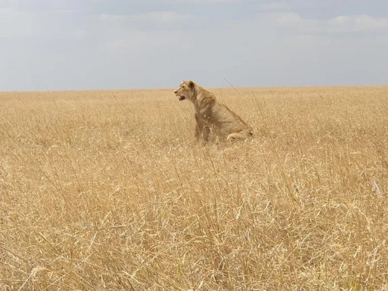1-Day Lake Manyara Private Safari gallery image