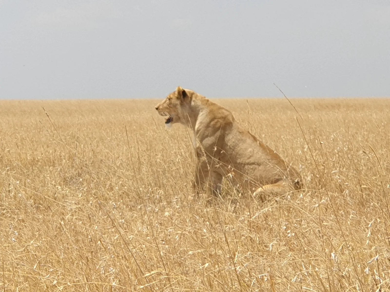 6-Days  Okavango Delta Experience (Fly-in Safari) gallery image