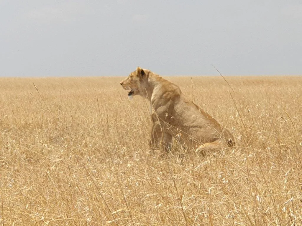 7-Days  Vic Falls, Hwange, Chobe & Namibia Impala Island gallery image