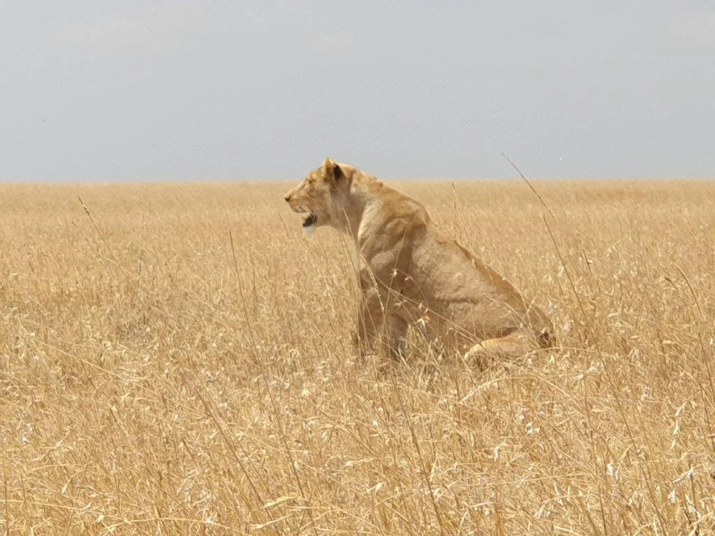 2-Day Mikumi Wildlife Safari - Tanzania safari