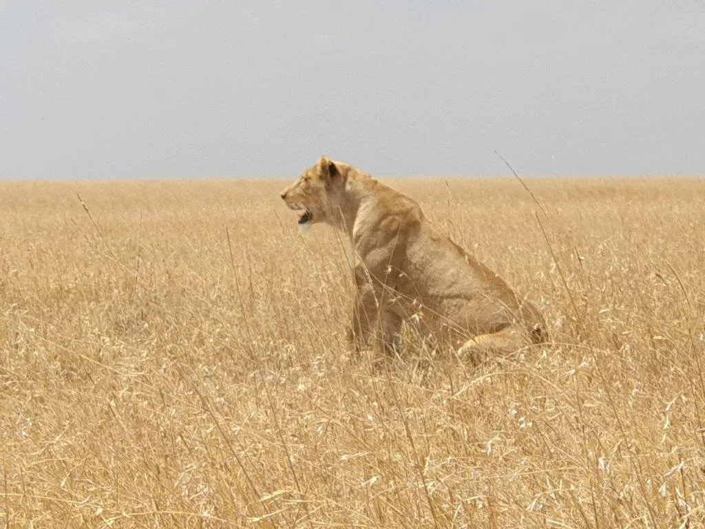 2-Day Mikumi Wildlife Safari - Tanzania safari hero photo