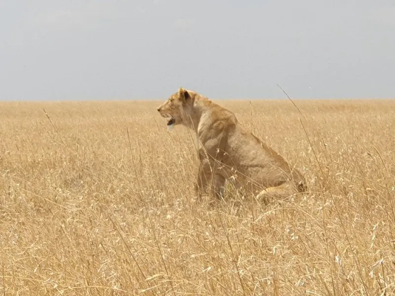 2-Day Mikumi Wildlife Safari - Tanzania safari