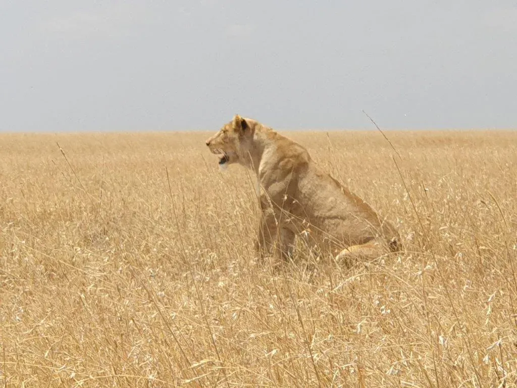 1-Day Lake Manyara Private Safari hero photo