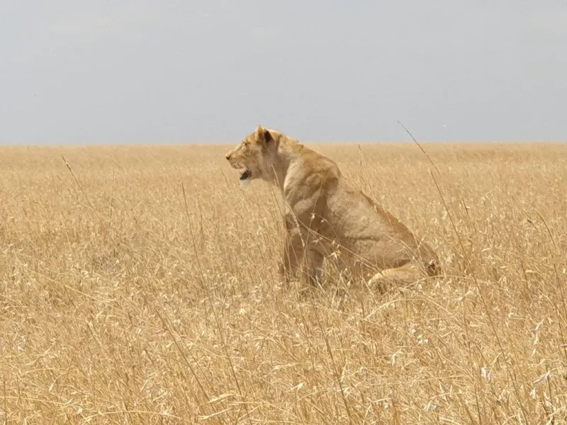 1-Day Lake Manyara Private Safari gallery image