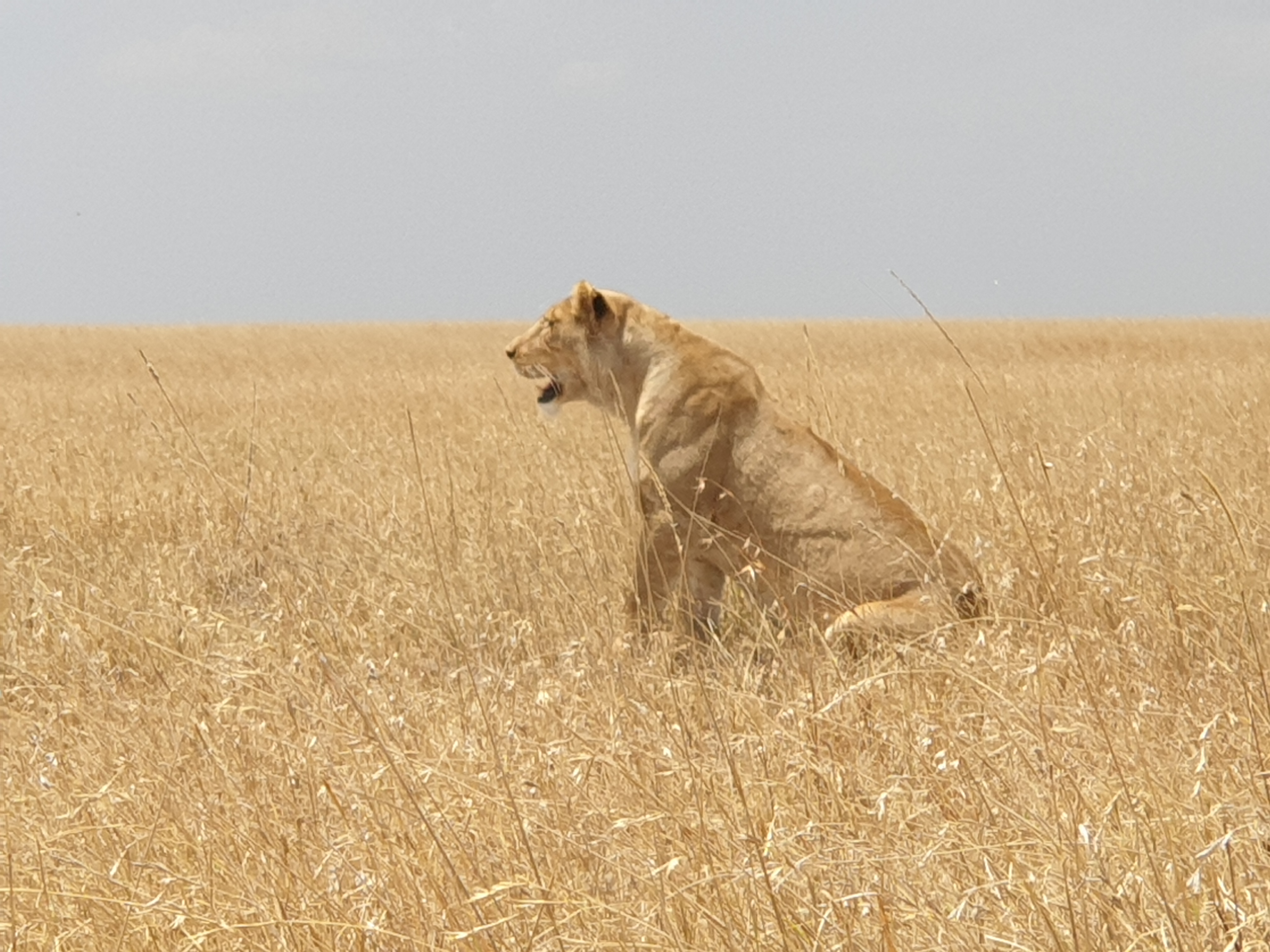 2-Day | Private Tour Tarangire NP & Ngorongoro Crater - Tanzania safari