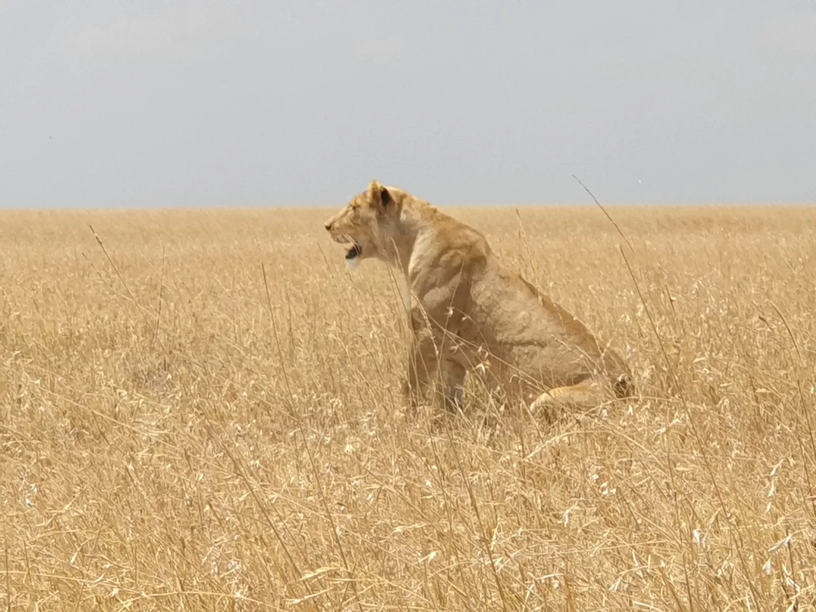 1-Day Mikumi Fly in out from Zanzibar (Once a Life Time) - Tanzania safari hero photo