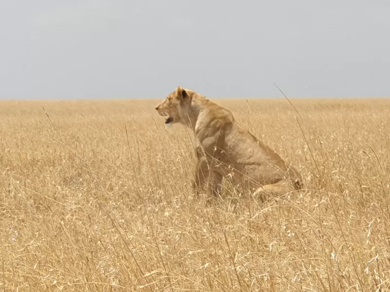 Experience 1-Day Epic Trip to Mikumi National Park by Sgr Train