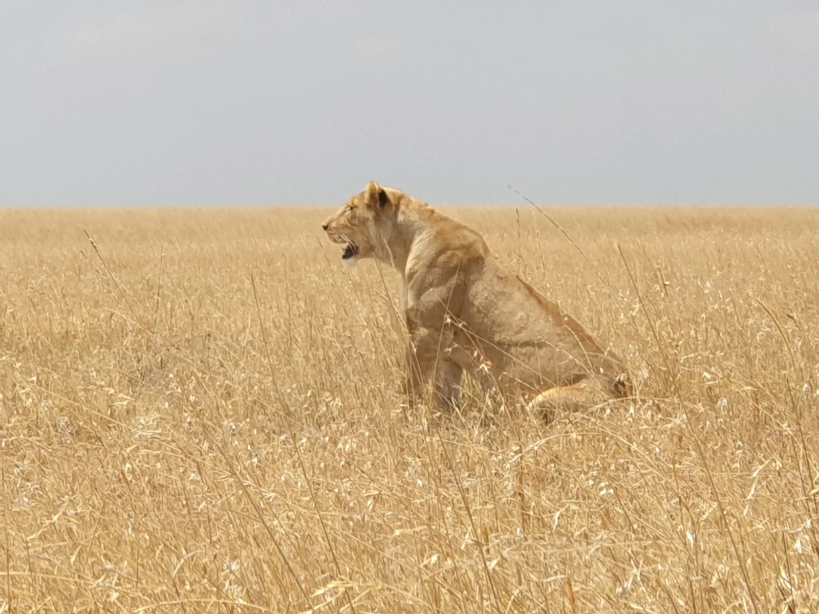 8-Days  Botswana Buffalo Group Camping Safari gallery image