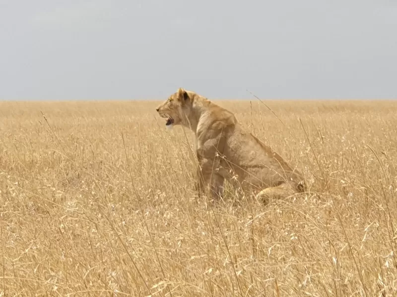 8 Days Wild Safari in Botswana gallery image