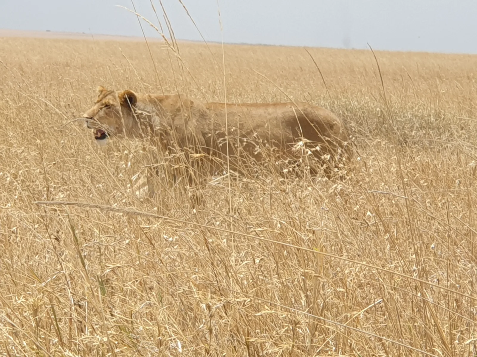 8-Days  3 Countries - Chobe NP, Victoria Falls & Hwange NP gallery image