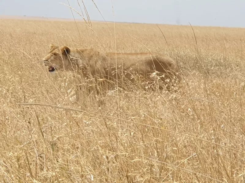 6-Day The Best of Northern - Tanzania Safari