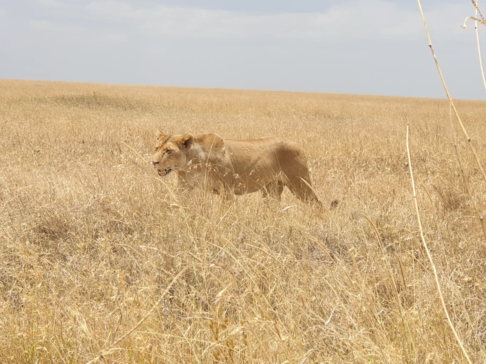 8 Days  Botswana Safari Adventure gallery image