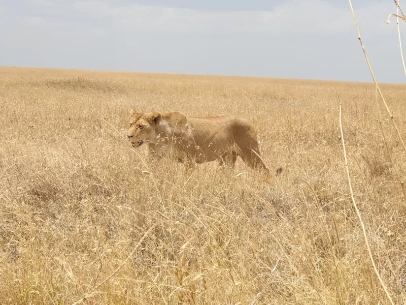 8 Days  Botswana Safari Adventure gallery image