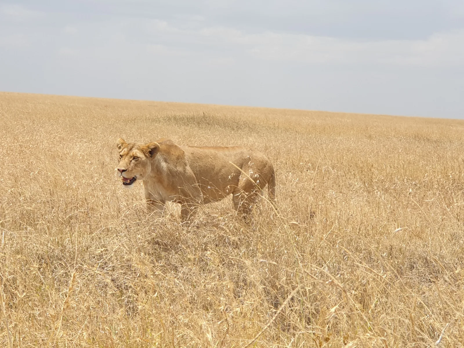 6-Days  Your Unforgettable Botswana Tour gallery image