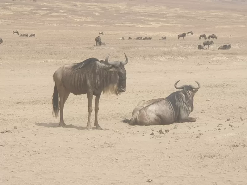 7-Day Cradle of Nature Safari - Tanzania safari