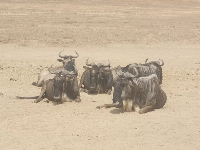 8 Days  Botswana Safari Adventure gallery image