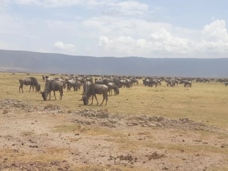 5-Day Tarangire, Lake Manyara, Serengeti, Ngorongoro - Tanzania safari