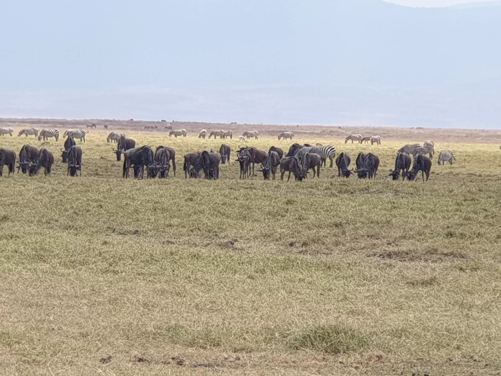 4-Day Wild Adventure in Tarangire, Serengeti, Ngorongoro - Tanzania safari hero photo