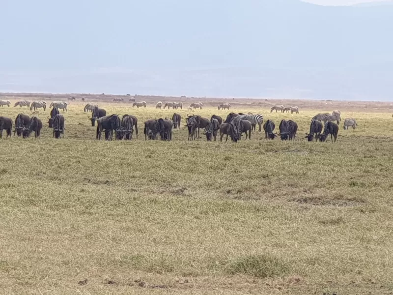 4-Day Wild Adventure in Tarangire, Serengeti, Ngorongoro - Tanzania safari