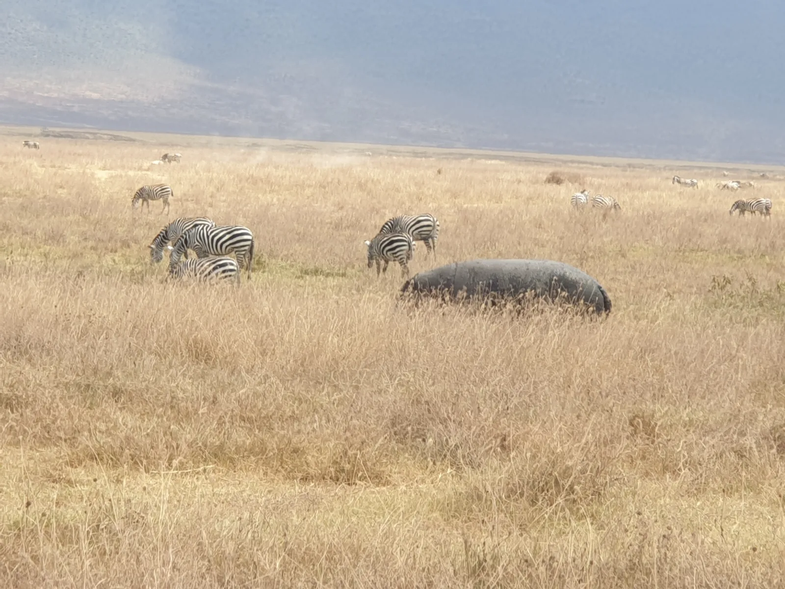 8 Days  Unique Botswana and Zambia gallery image