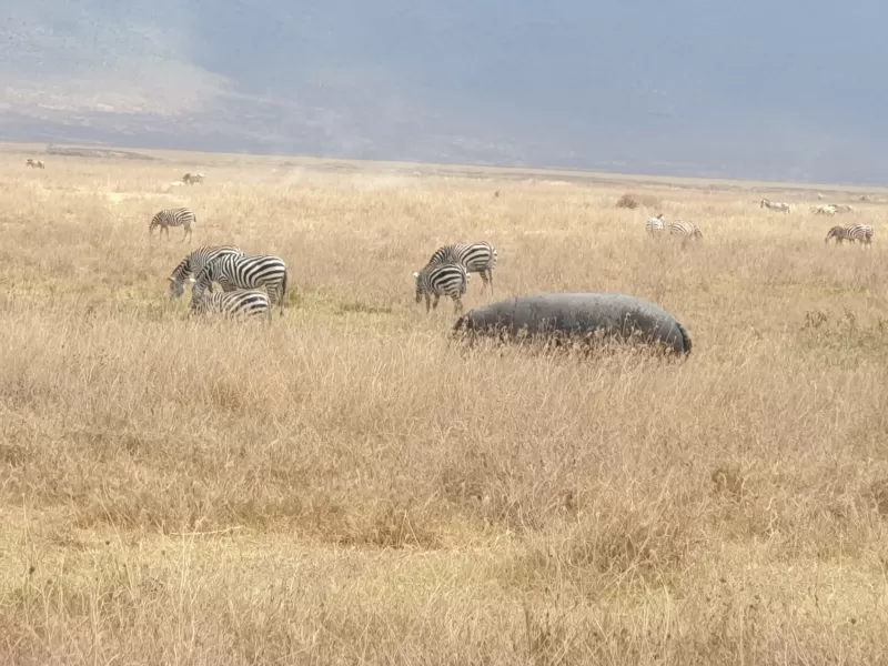 8 Days  Unique Botswana and Zambia gallery image