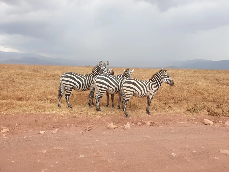 4-Day Tarangire, Serengeti and Ngorongoro Mid-Range Tour - Tanzania safari gallery image