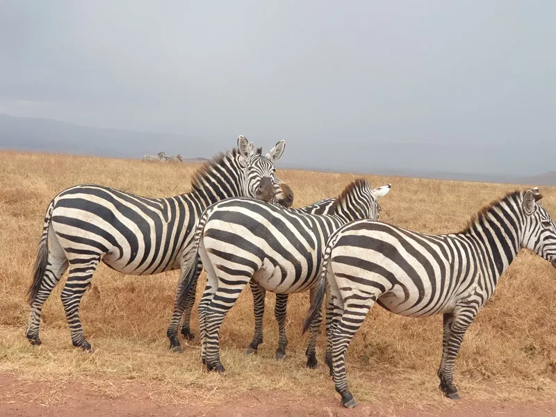 2-Day Mikumi Wildlife Adventures - Tanzania safari