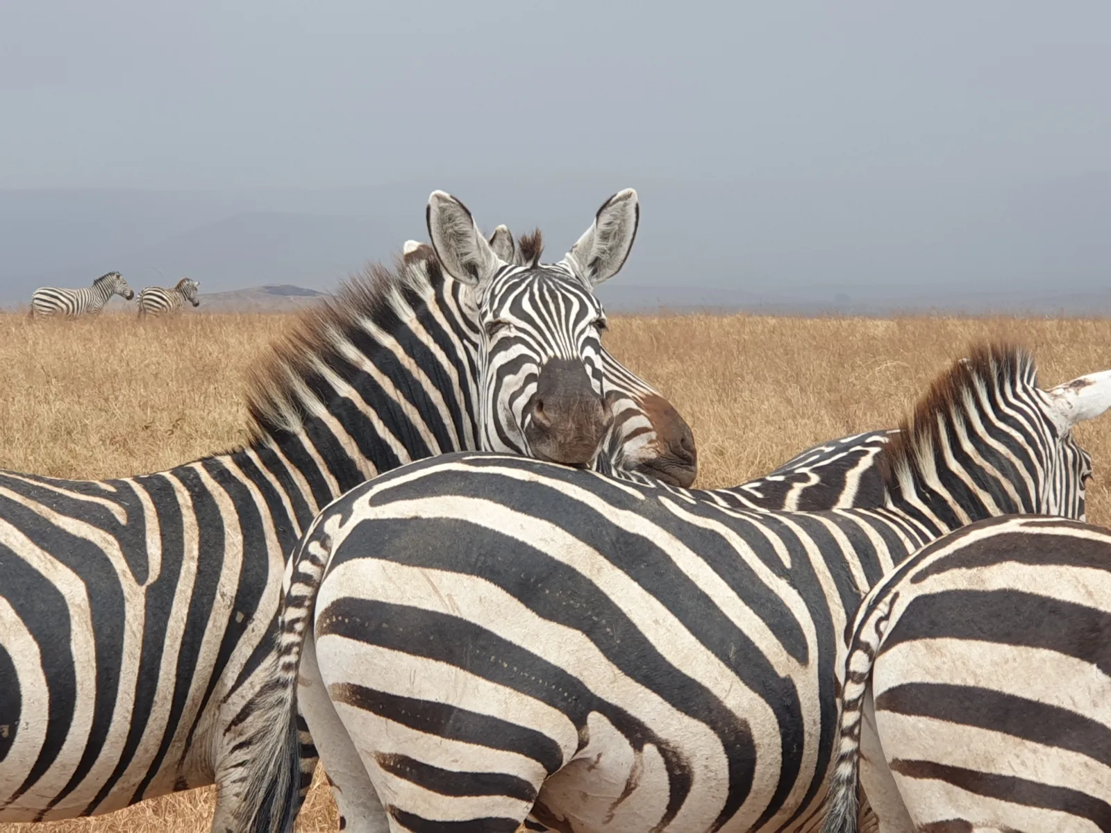 6-Days  Okavango Delta Experience (Fly-in Safari) gallery image