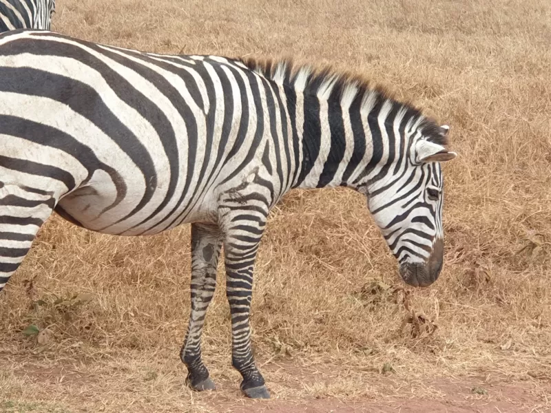 Ultimate 9-Day Serengeti Safari & Zanzibar Mid-Range Tour - Tanzania safari