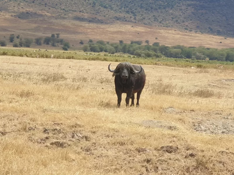 3-Day Fly in Zanzibar Tarangire, Ngorongoro & Manyara - Tanzania safari