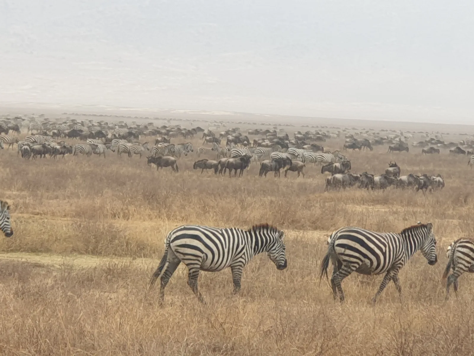 2-Day Mikumi Wildlife Adventures - Tanzania safari gallery image