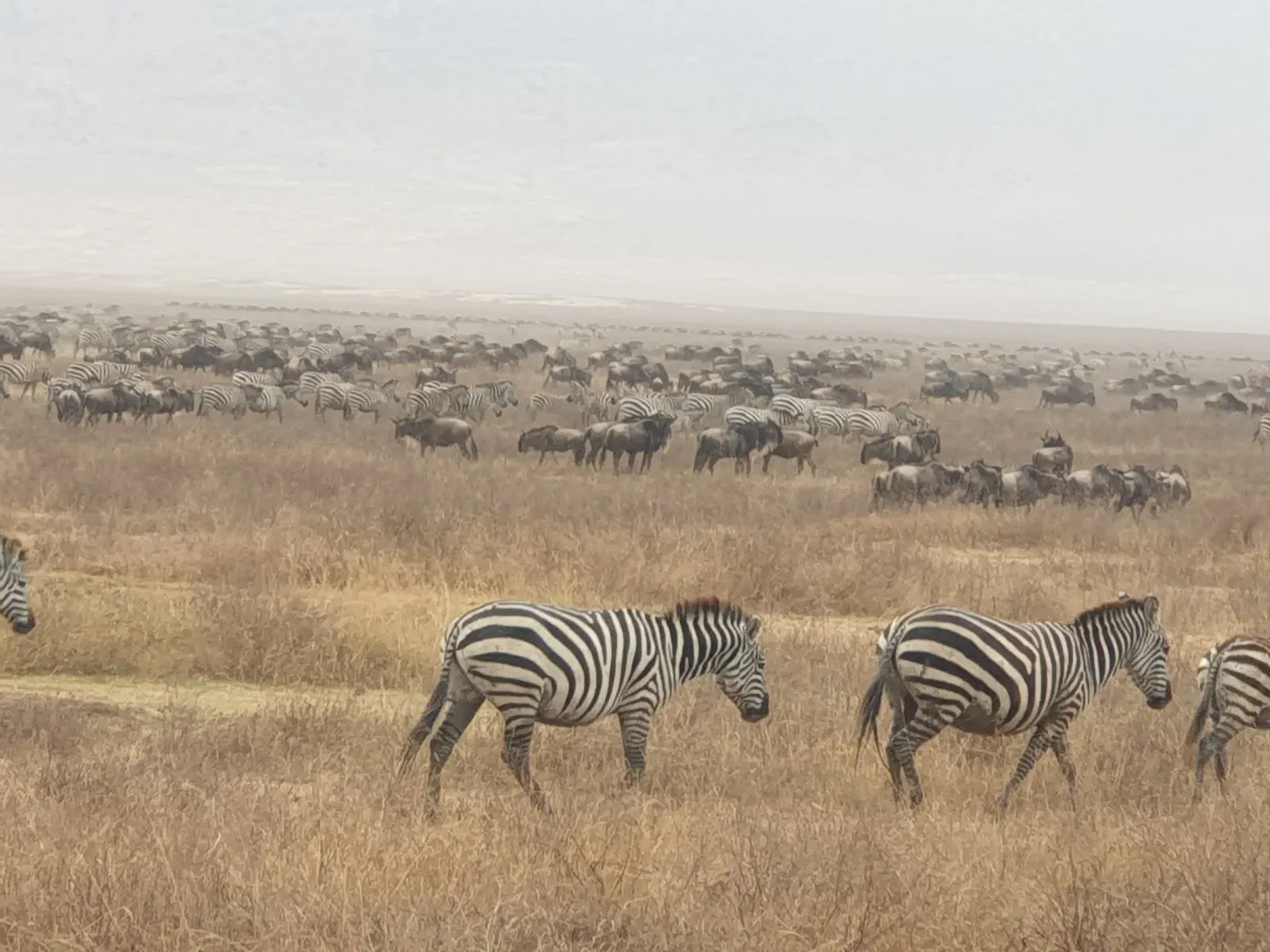 12-Day Tanzania and Kenya Adventure Safari - Tanzania safari hero photo