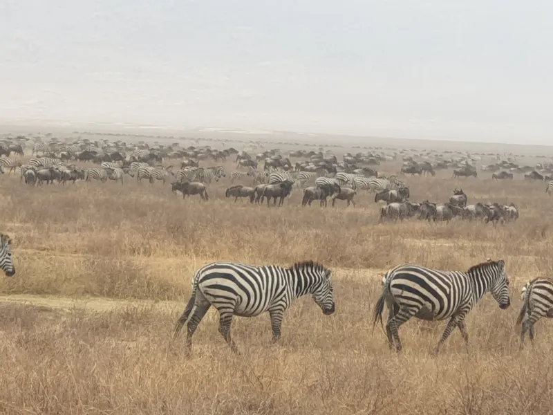 12-Day Tanzania and Kenya Adventure Safari - Tanzania safari