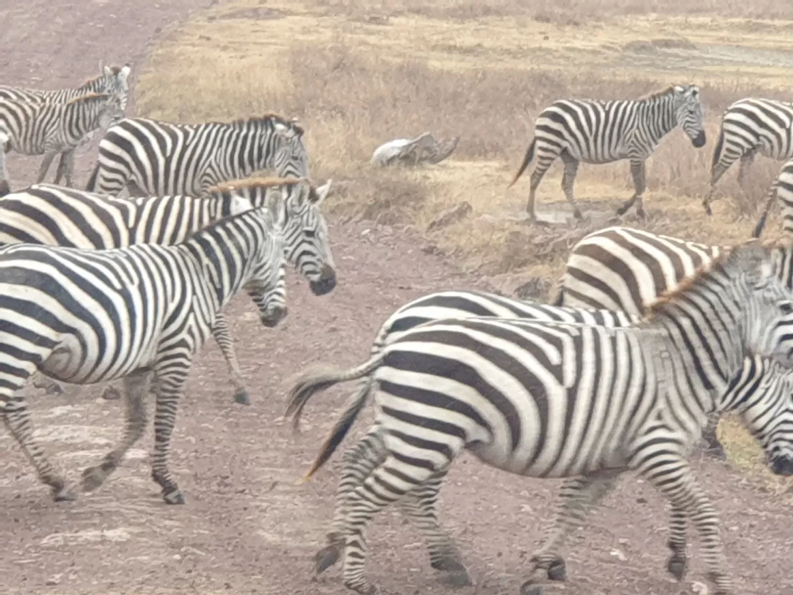 1-Day To Mikumi NP from Dar Es Salaam by Electric Train - Tanzania safari hero photo