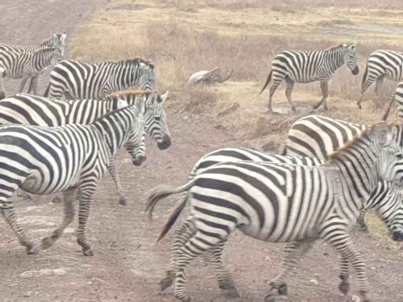 4-Day Fly in Zanzibar to Serengeti Premium Safari - Tanzania safari