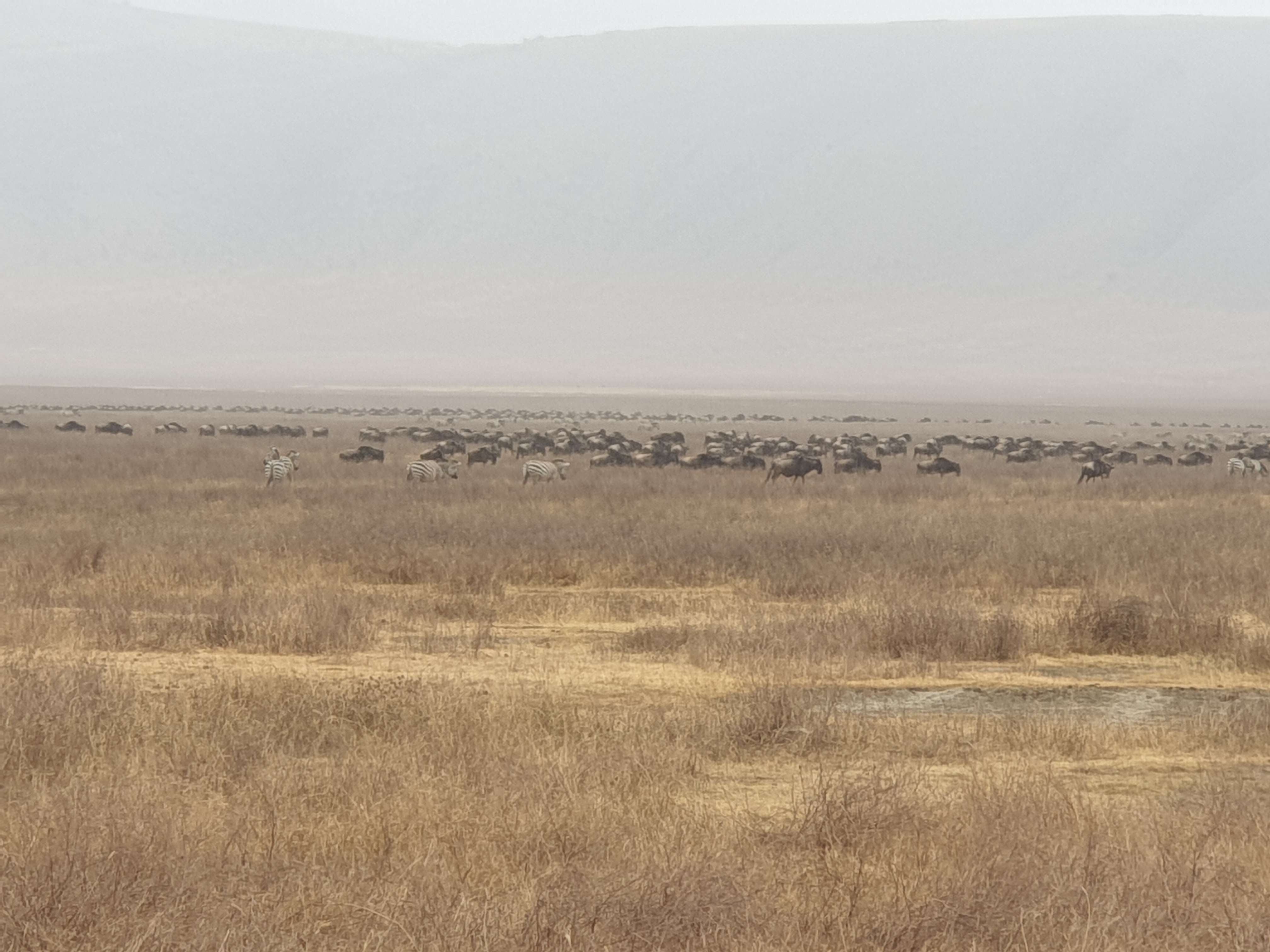 6-Day Wakanda Luxury Safari - Tanzania safari
