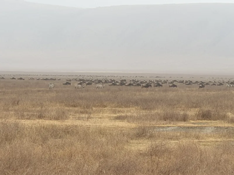 6-Day Wakanda Luxury Safari - Tanzania safari
