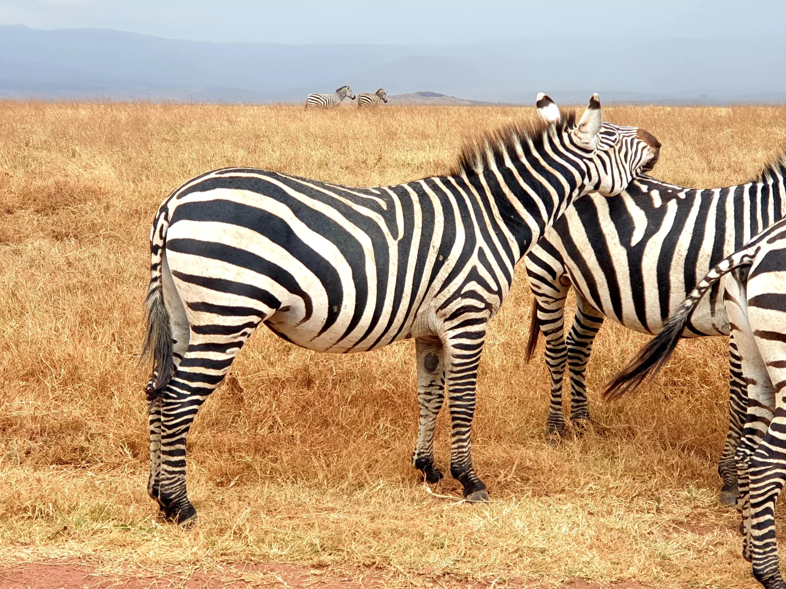 8-Days  3 Countries - Chobe NP, Victoria Falls & Hwange NP gallery image