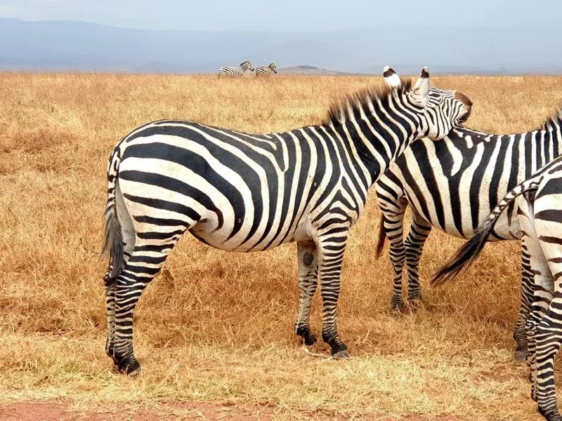1-Day Lake Manyara Private Safari gallery image
