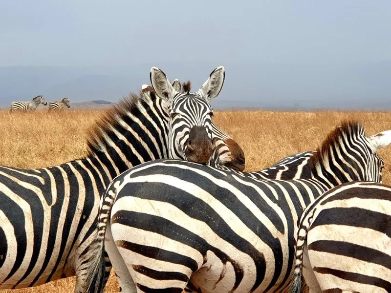 2-Day Mikumi Wildlife Safari - Tanzania safari