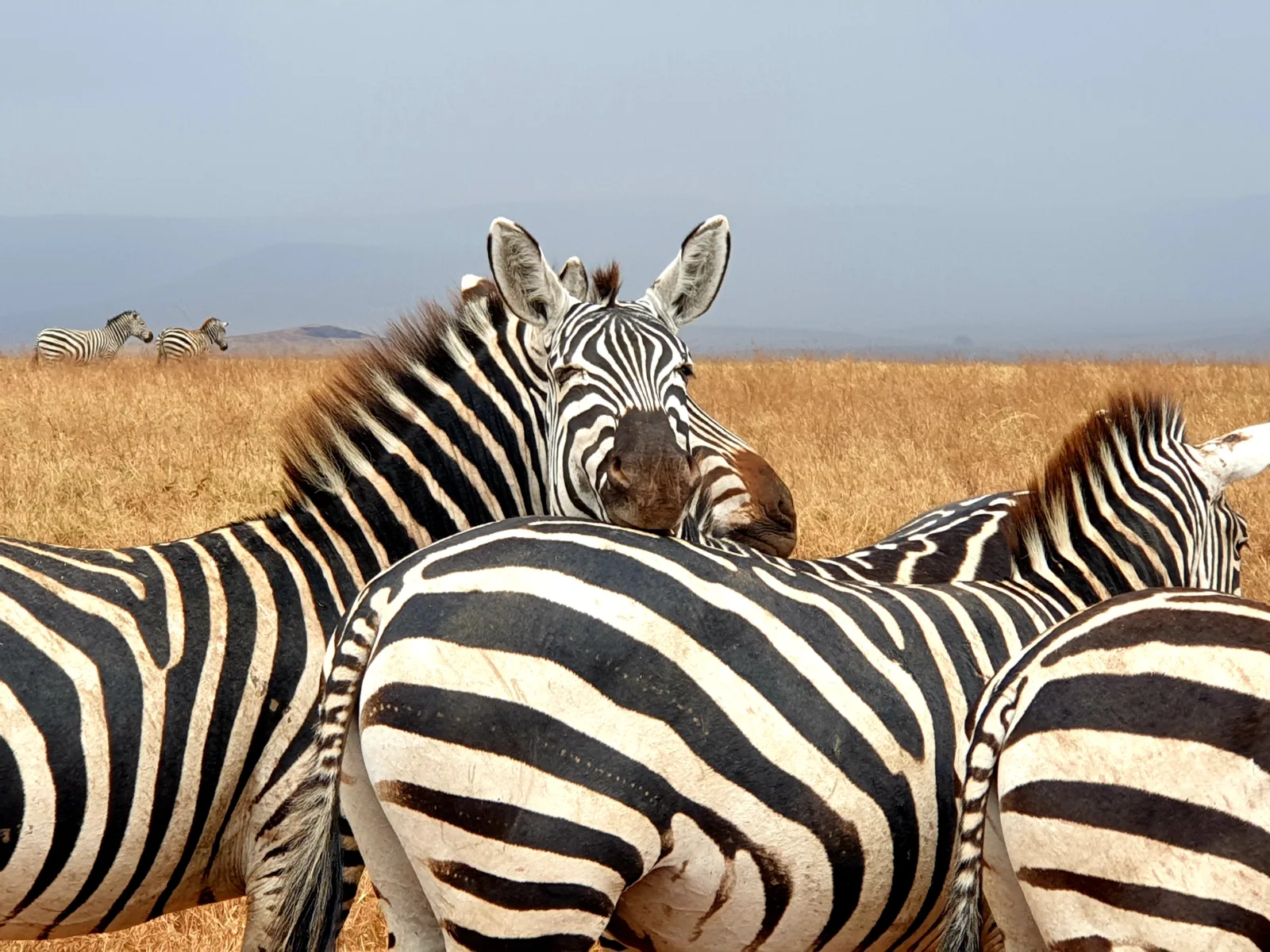 4-Day Big Five Chobe Park Botswana and Vic Falls Tour gallery image