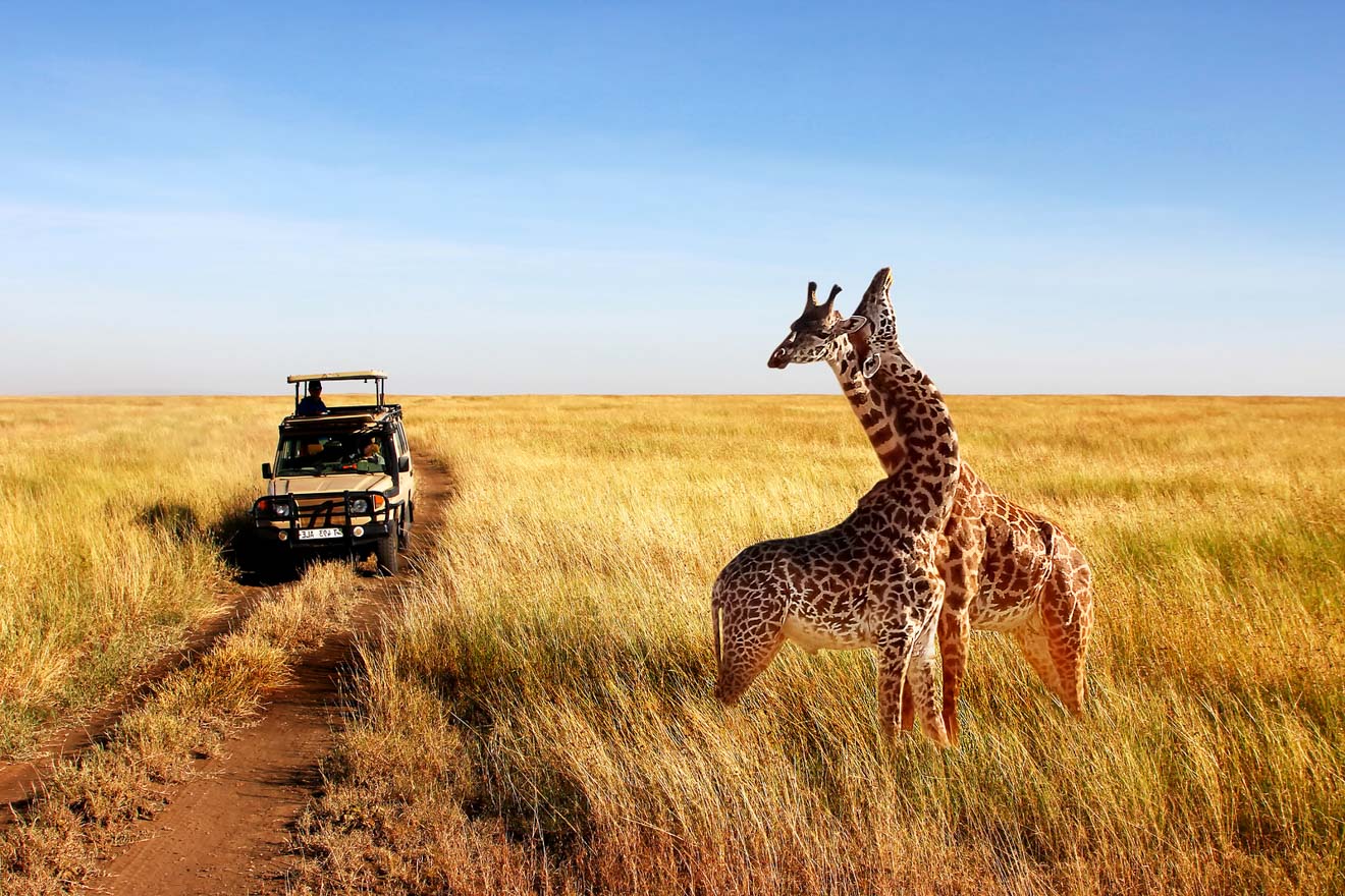 4-Day Flying in/out Tarangire , Serengeti and Ngorongoro - Tanzania safari gallery image
