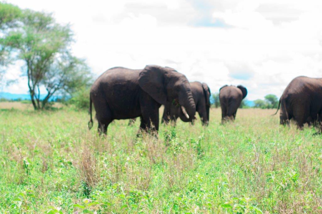 8-Day Kenya Luxury Package - Kenya safaris gallery image
