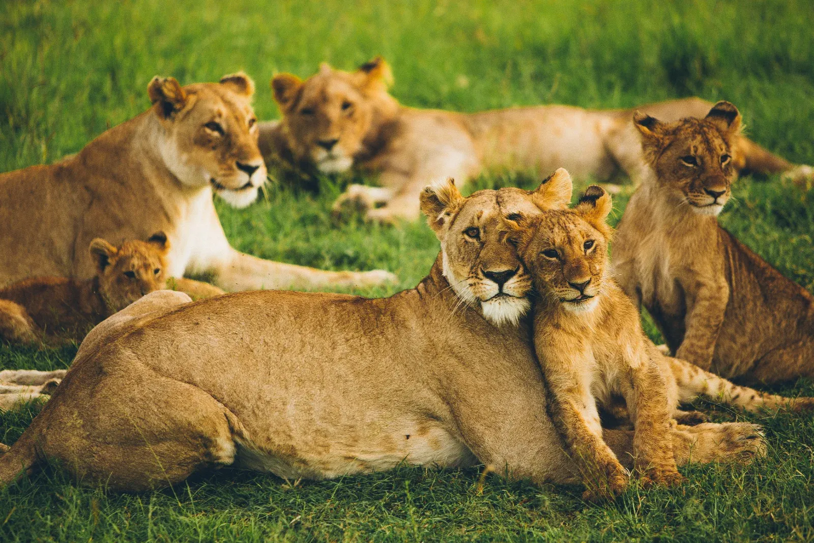 13-Day White Sands & Wilderness Tour  - Tanzania safari hero photo
