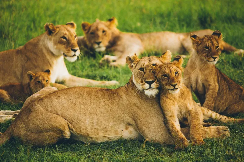 13-Day White Sands & Wilderness Tour  - Tanzania safari