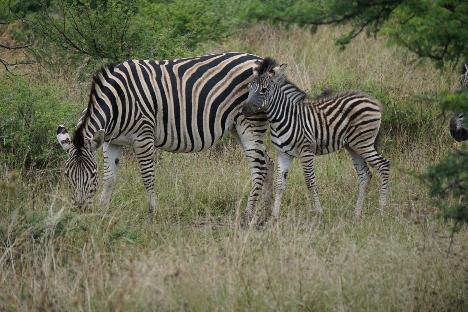 1-Day Trip Remarkable Tarangire National Park Experience