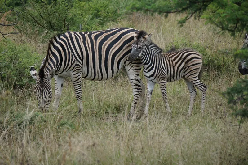 1-Day Trip Remarkable Tarangire National Park Experience